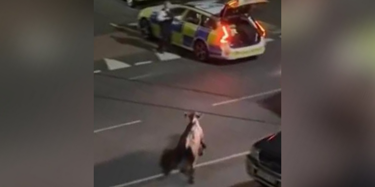 NextImg:Officer driving police car used to run over cow removed from frontline duty following huge backlash
