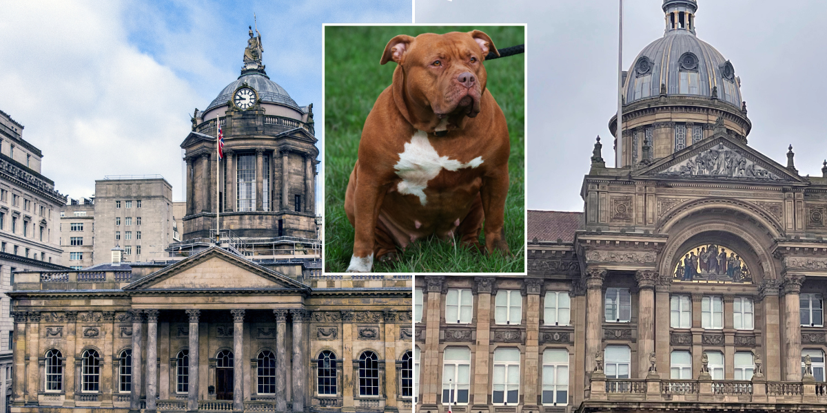 NextImg:Councils have spent over £7k each destroying XL Bullies since ban came in
