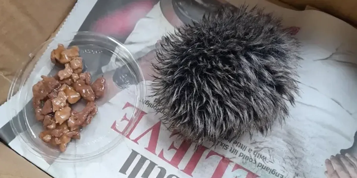 NextImg:'Baby hedgehog' handed in to rescue centre leaves staff in stitches after it turns out to be something very different