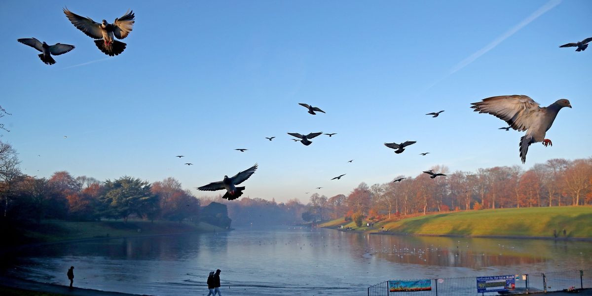 NextImg:Neighbour row breaks out as homeowner keeps HUNDREDS of pigeons and seagulls in her home