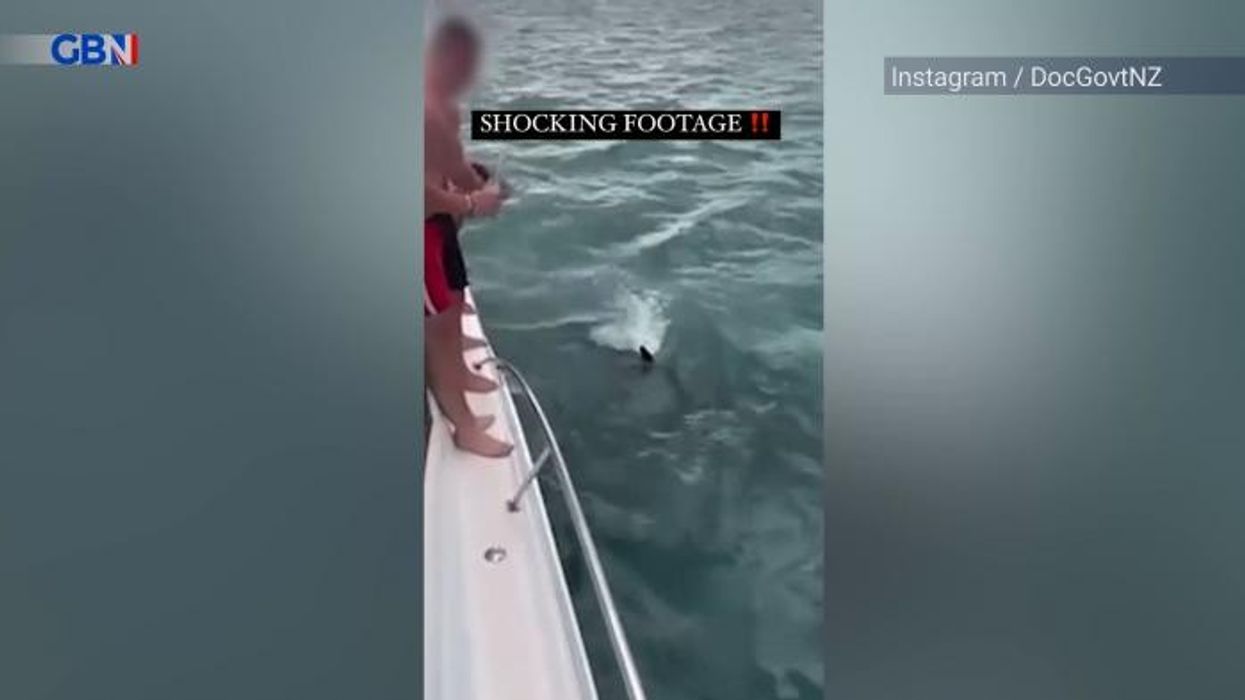 Thrillseeker branded 'stupid' after belly flopping onto protected KILLER WHALE and calf