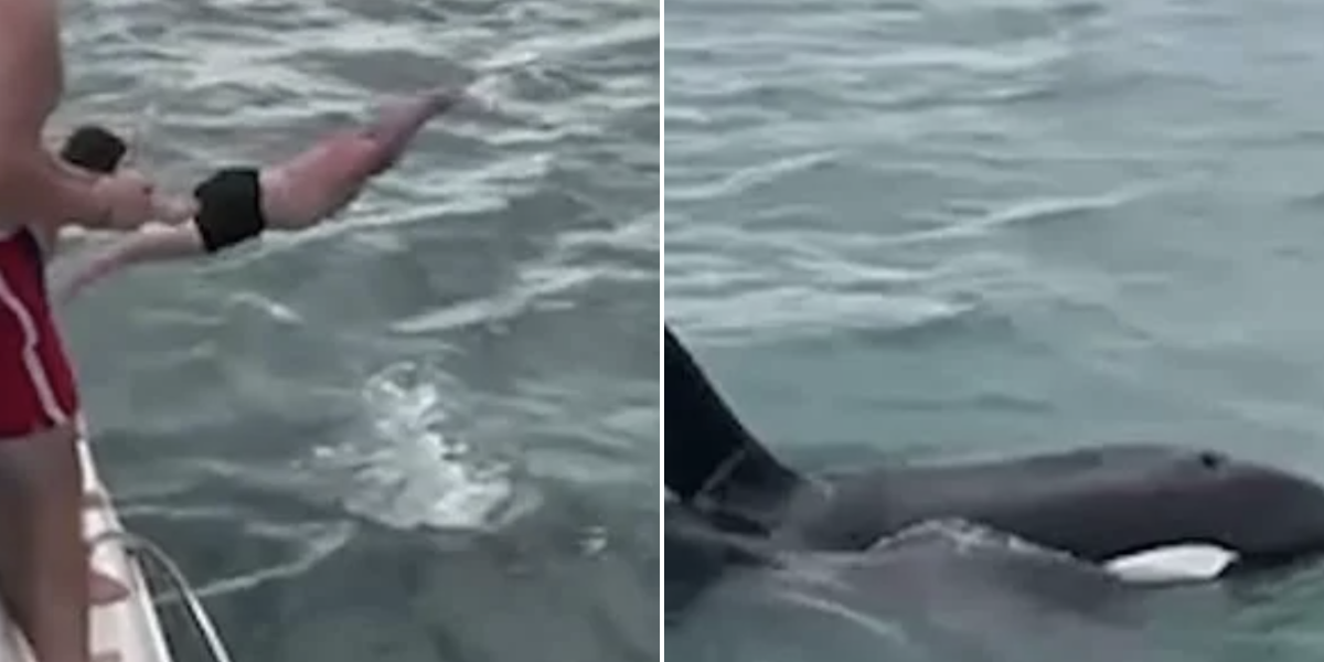 NextImg:Thrillseeker branded 'stupid' after belly flopping onto protected KILLER WHALE and calf
