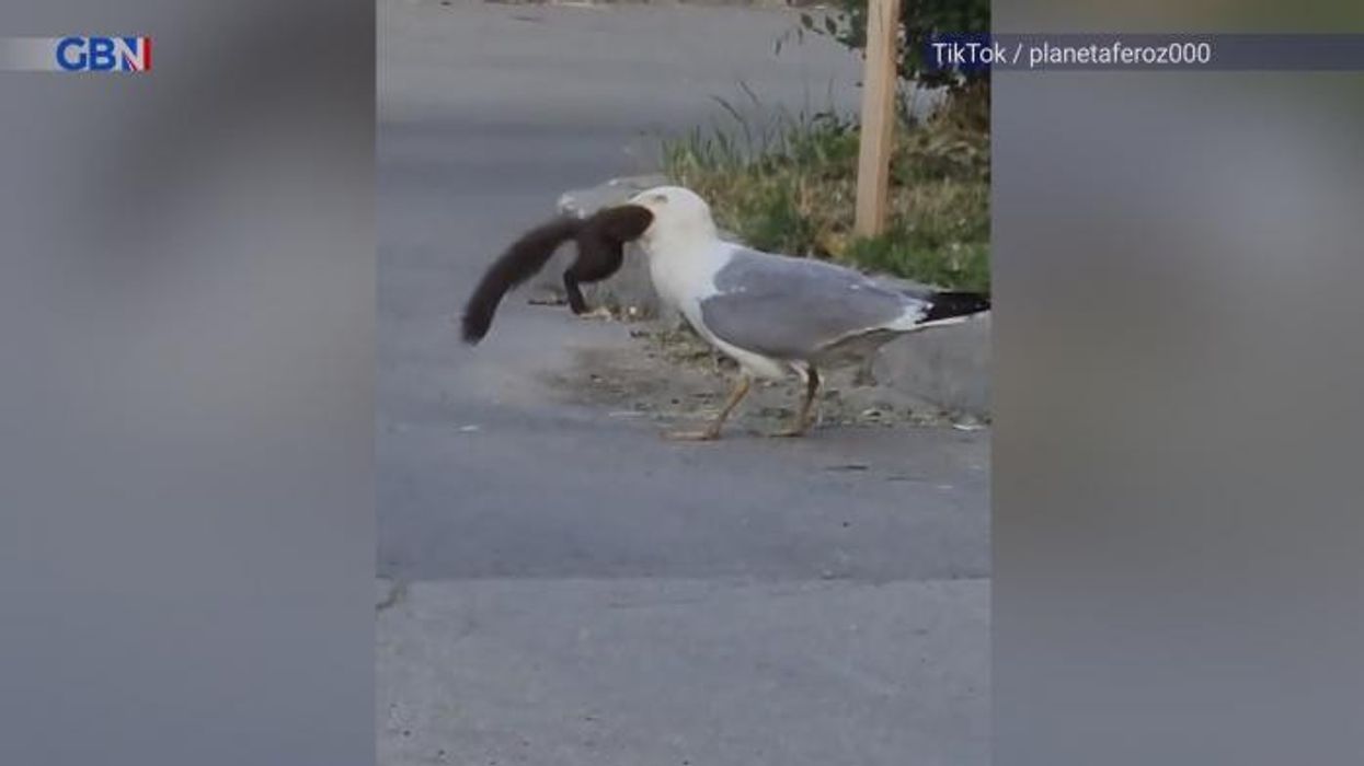 British schoolboy wins gold medal at the European SEAGULL screeching contest