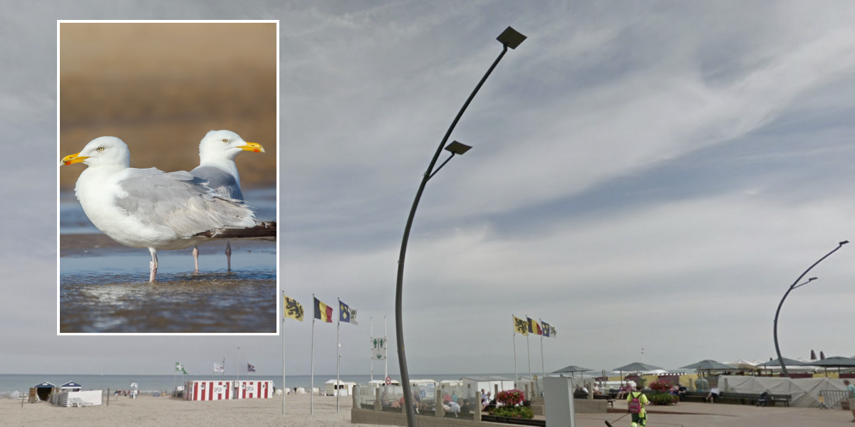 NextImg:British schoolboy wins gold medal at the European SEAGULL screeching contest