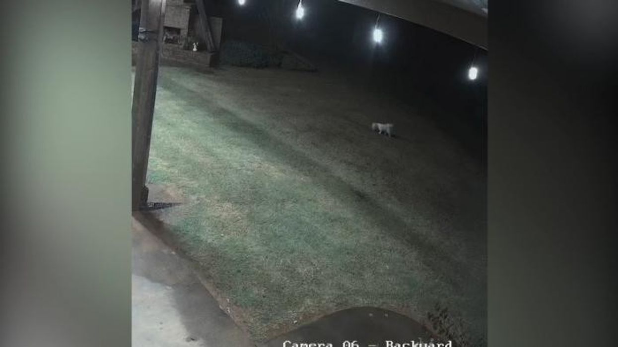 WATCH: Heroic cat rushes to save family dog from ferocious coyote attack