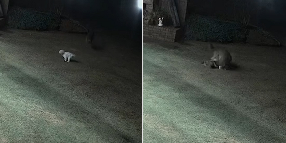 NextImg:WATCH: Heroic cat rushes to save family dog from ferocious coyote attack