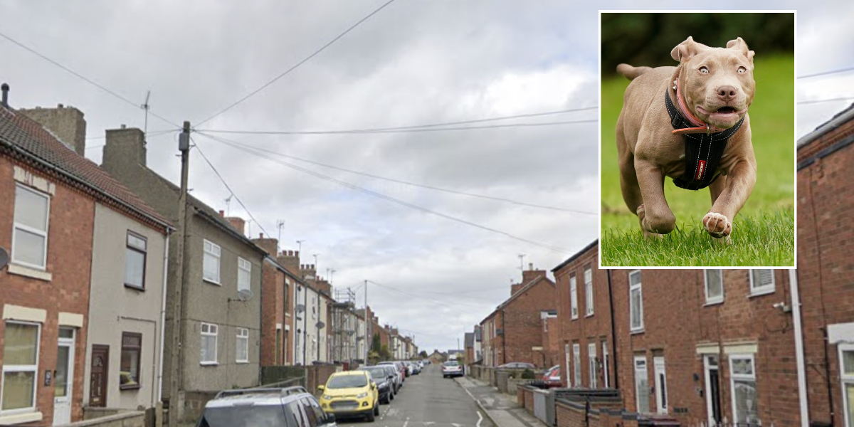 NextImg:Two XL Bullies viciously attack grandmother 'dragging her along floor and causing bloody injuries' before killing her dog