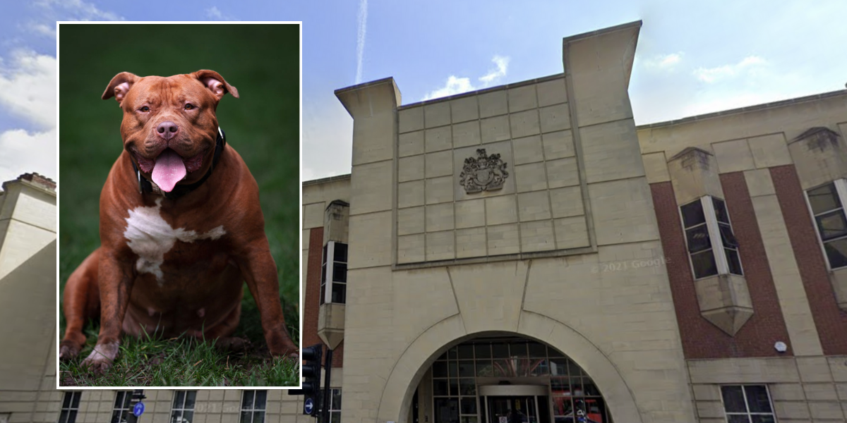 NextImg:XL Bully Dog owner fined after horrific abuse of pet caught on video
