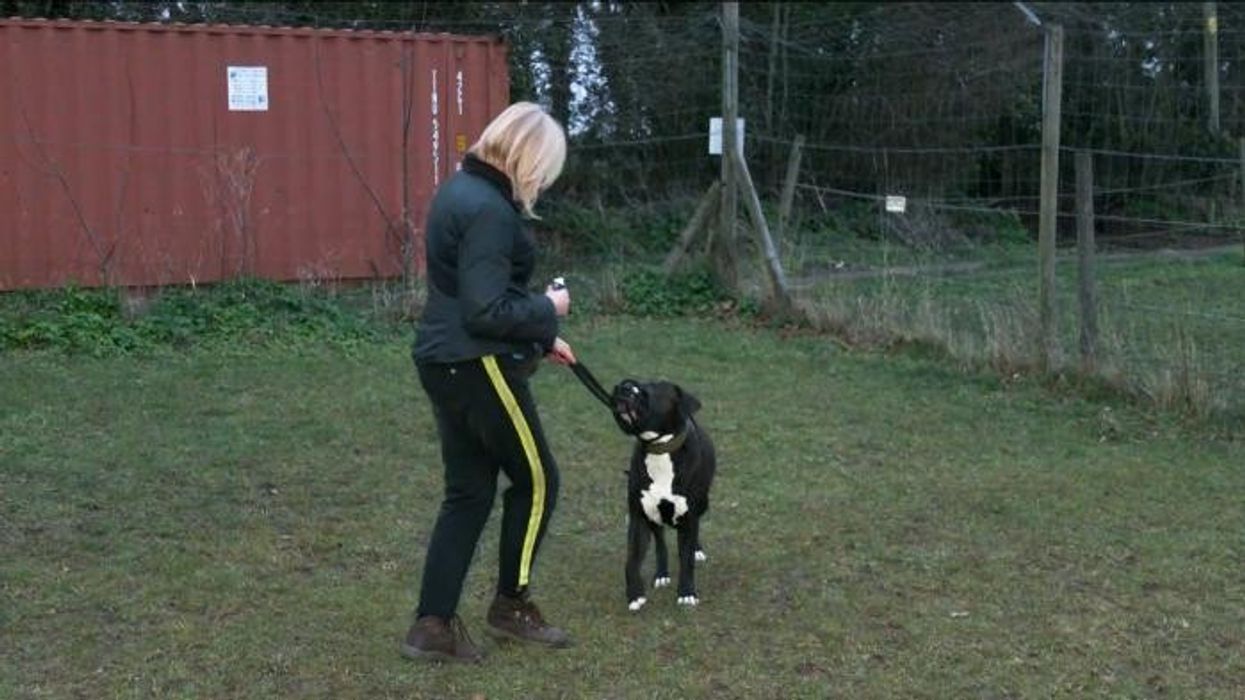 XL Bully Dog owner becomes first to be prosecuted for illegally owning pet