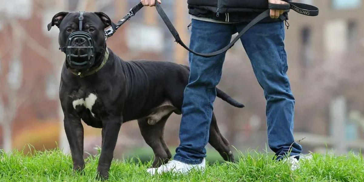 NextImg:XL Bully Dog owner becomes first to be prosecuted for illegally owning pet