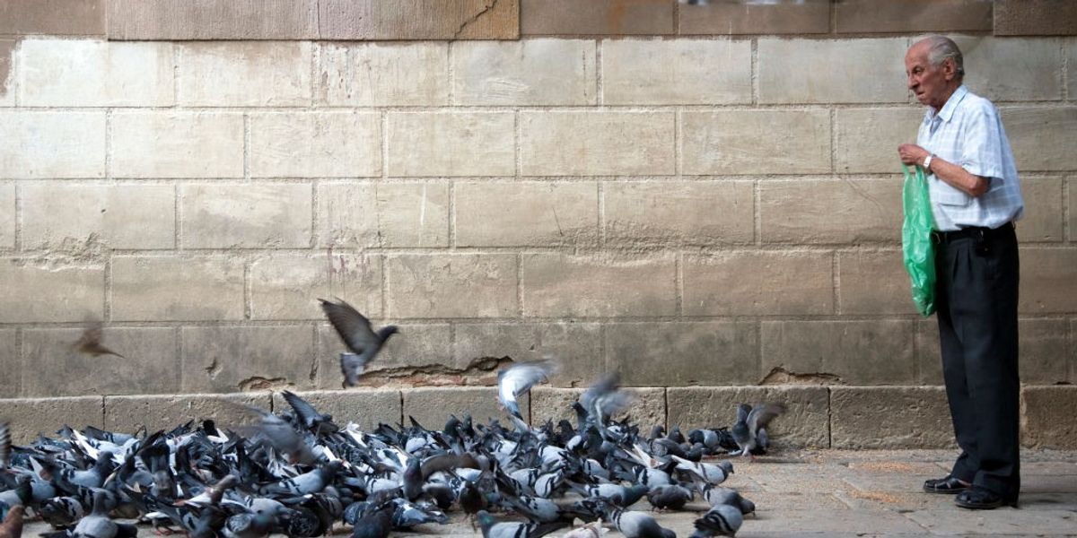 NextImg:Widower, 70, fined £600 by council for feeding pigeons from OWN balcony