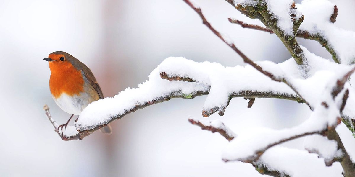 NextImg:UK weather forecast: Met Office gives verdict on white Christmas as it shares long-range forecast