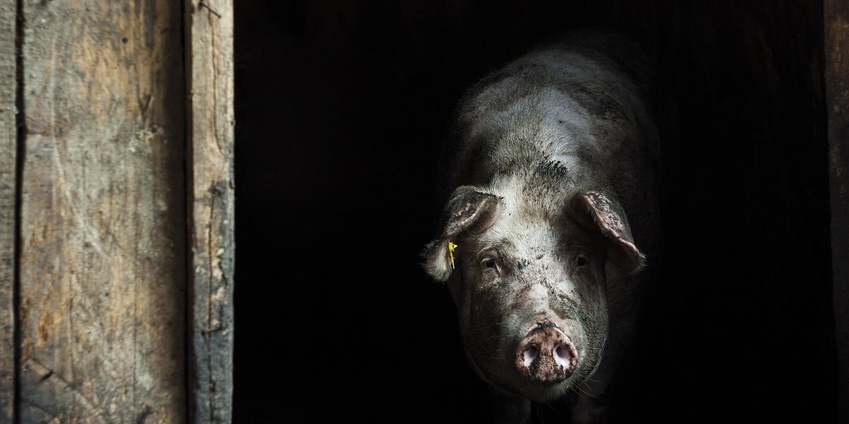 NextImg:Neighbour knocked teen girl out and 'left her to be eaten alive by PIGS' after row with her dad