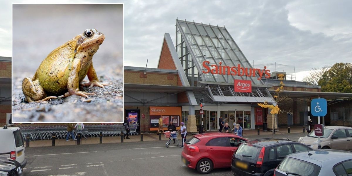 NextImg:Sainsbury's shopper discovers TOAD inside bag of parsnips - 'We could have been poisoned!'
