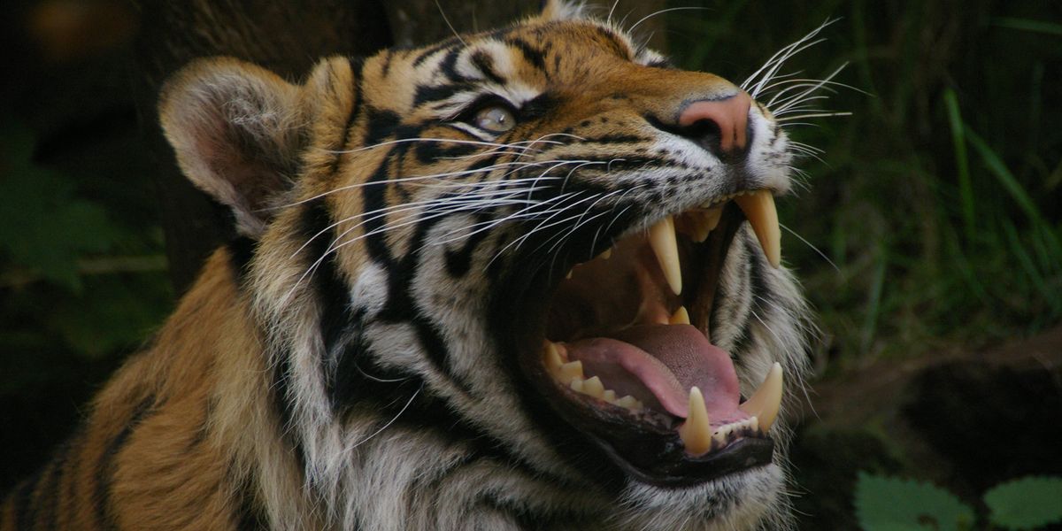 NextImg:Edinburgh Zoo blasted for £1k tiger feeding experience - 'Commercial exercise that will exploit these animals!'