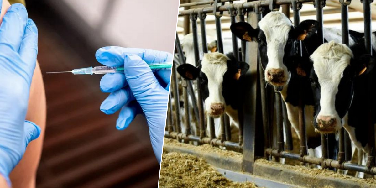 NextImg:Second case of bird flu in humans detected in US as CDC issues transmission warning