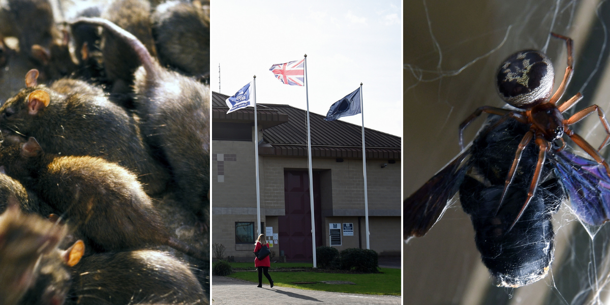 NextImg:Inmates in British prisons bitten by rats and venomous spiders, report claims