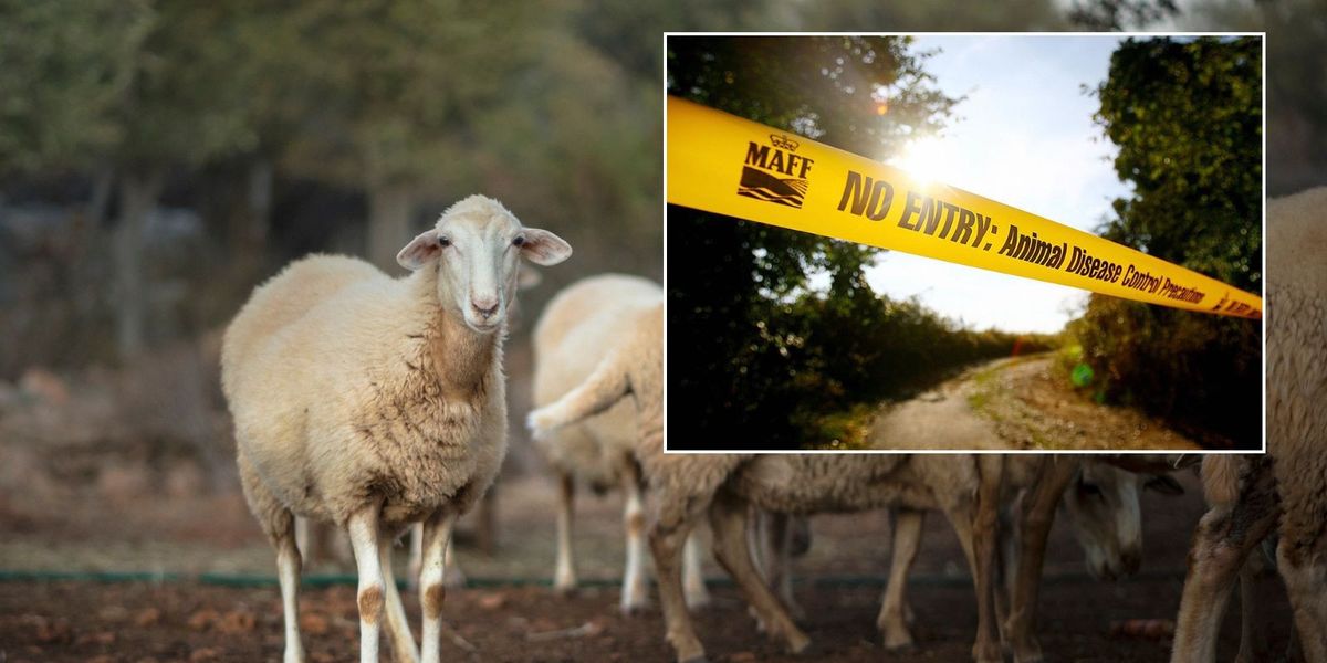 NextImg:Bluetongue farm virus risks devastating impact on UK as swarms of infected midges sweep in from Europe