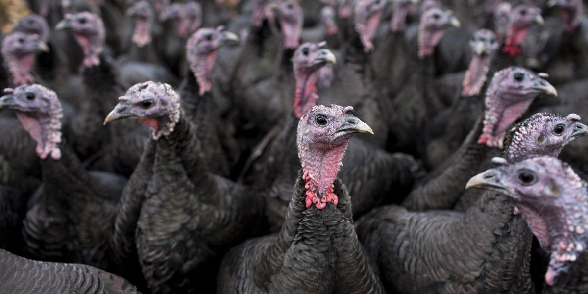 NextImg:Turkey farms hit with outbreak of bird flu just days before Christmas