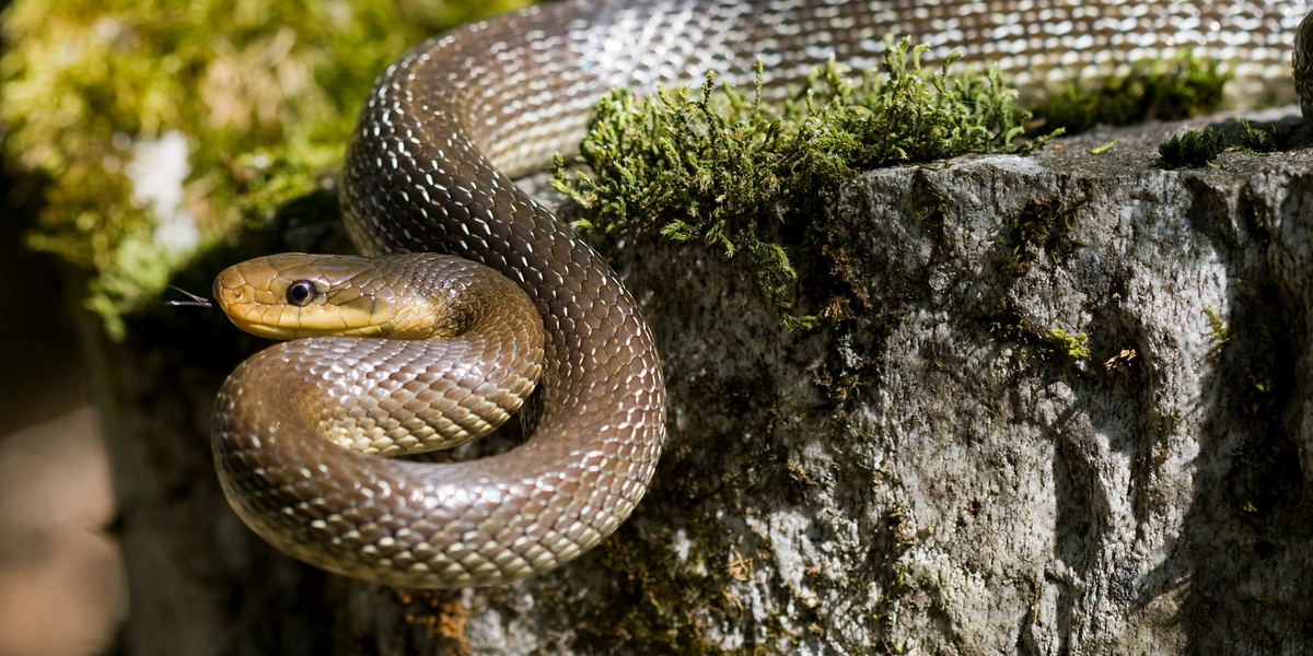 NextImg:Europe's largest snake could spread into British homes, animal experts warn