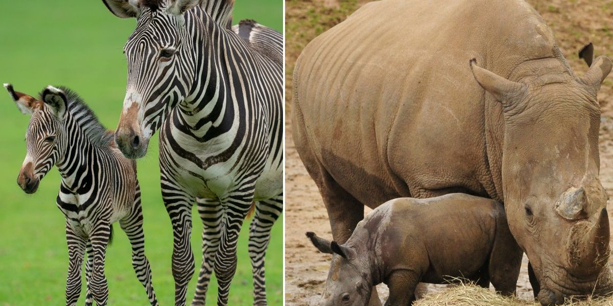 NextImg:Zebra dies at Colchester Zoo after 'incident' with rhino in same enclosure