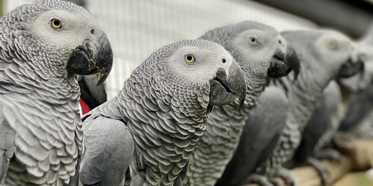 NextImg:Wildlife park admits it risks 100 swearing parrots as it launches high risk plan