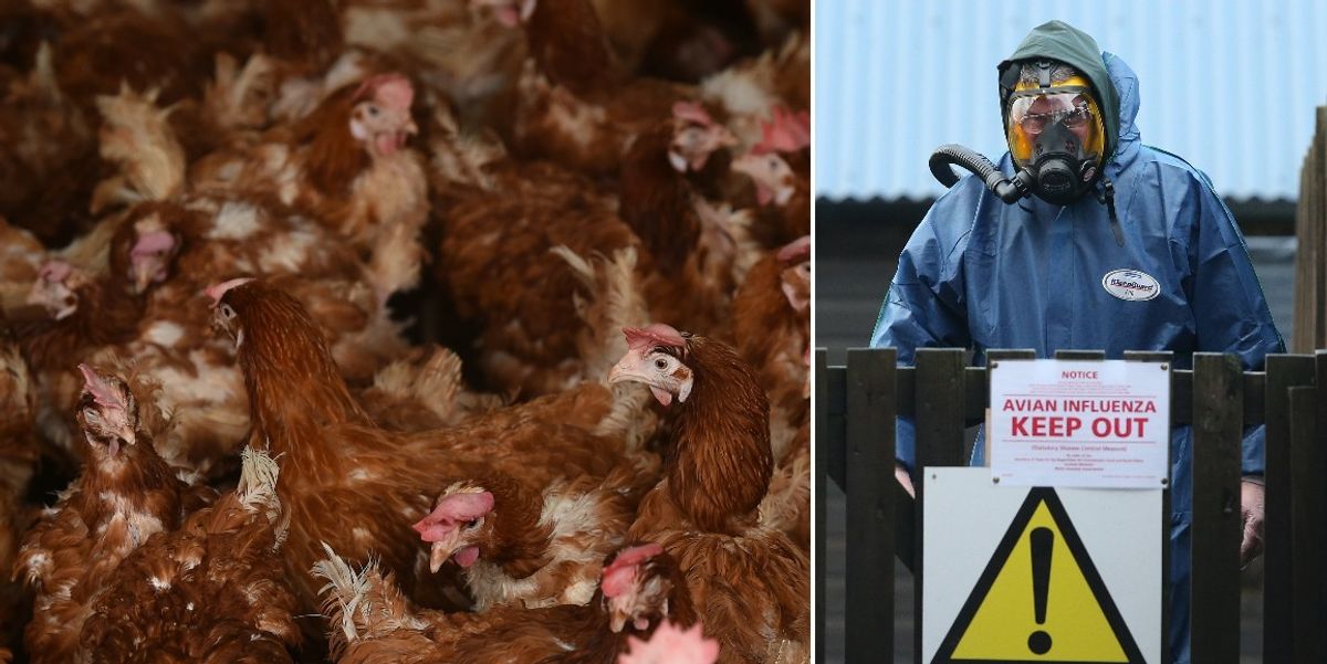 NextImg:Bird flu outbreak: First case of H5N1 strain confirmed at British commercial poultry farm
