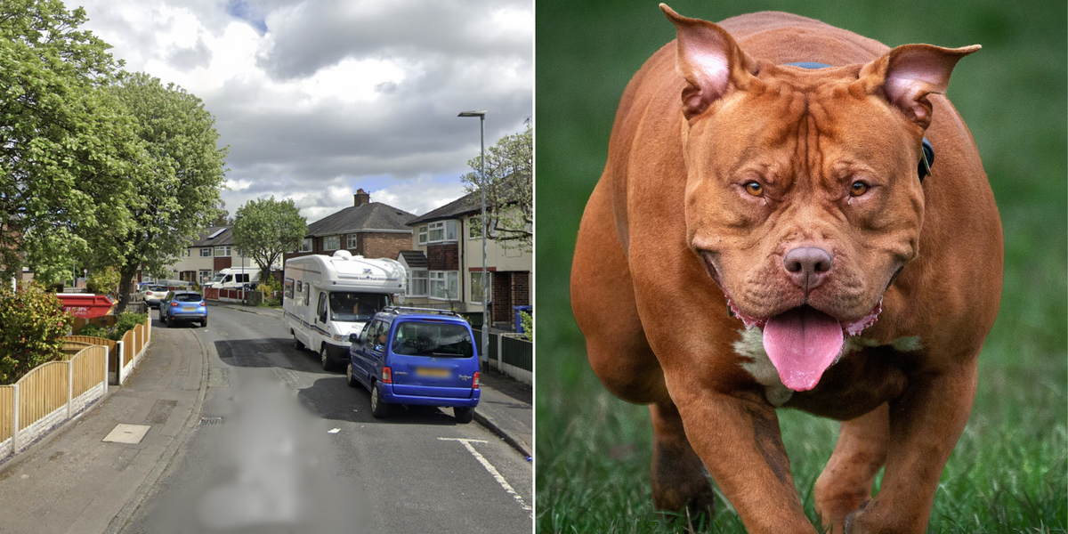 NextImg:Two 'ferocious XL bullies' attack pensioner, 84, leaving him with serious injuries as he's rushed to hospital