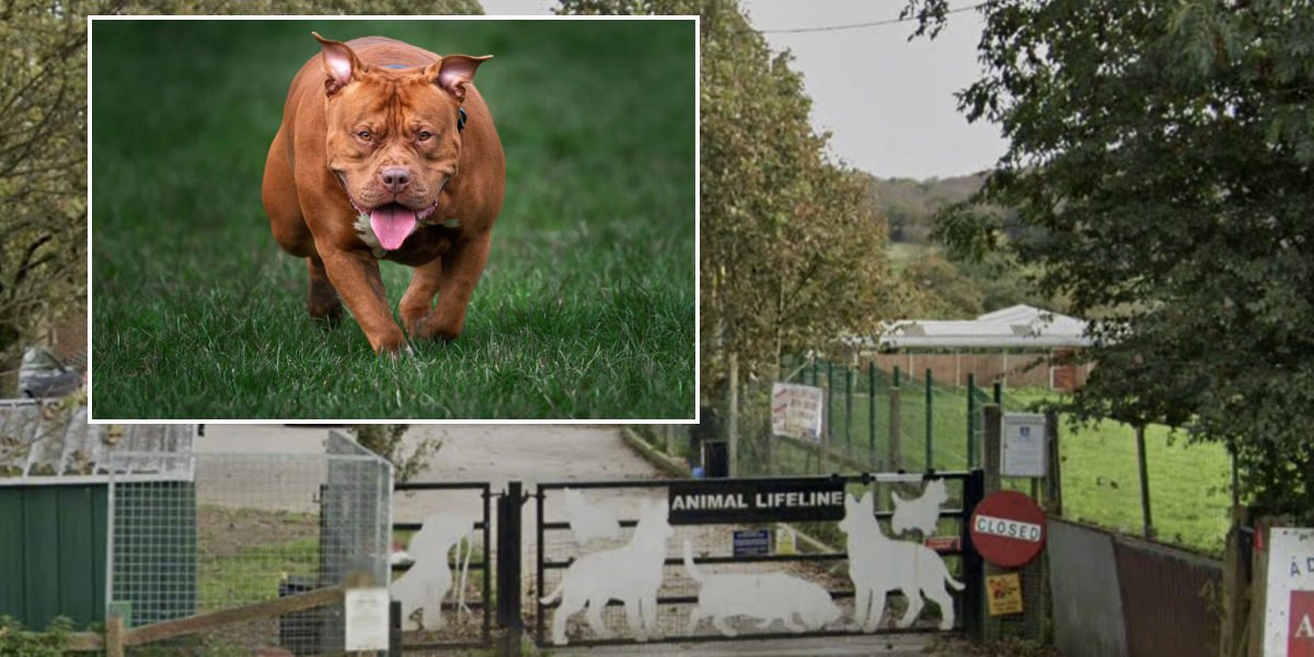NextImg:XL Bully legislation close to driving kennels owner to retirement: 'It's broken me'