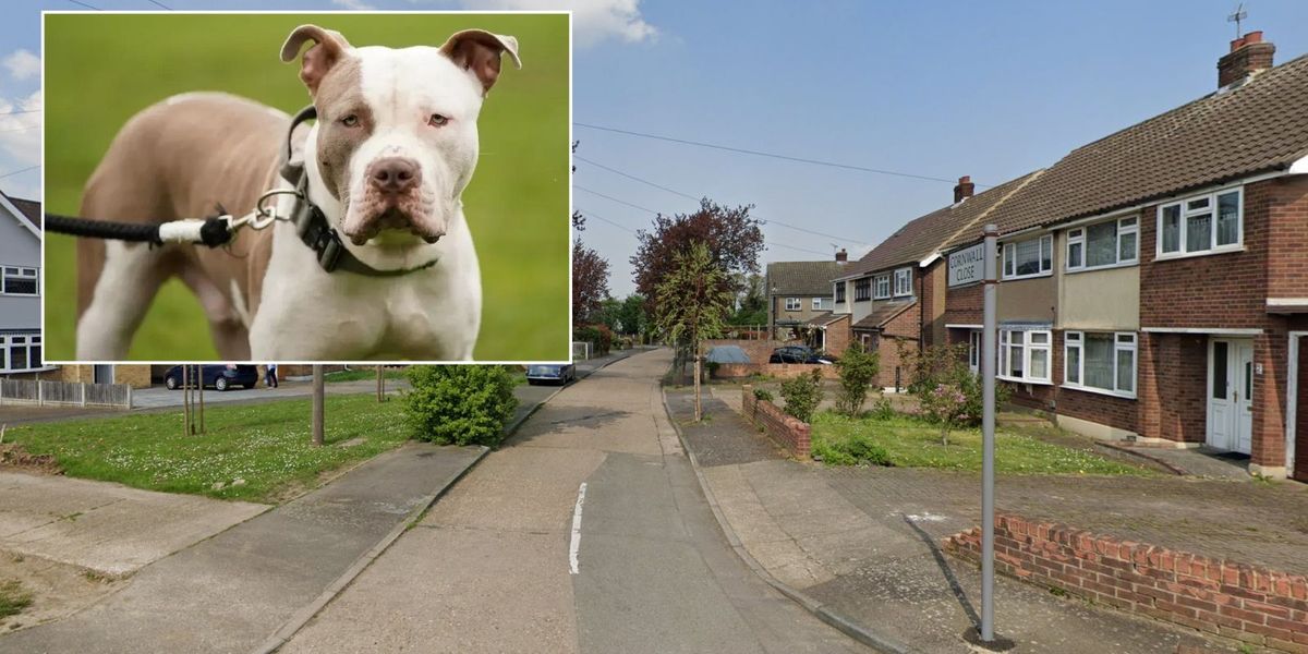 NextImg:XL Bully attack: Woman killed by her own pets in London as police seize two dogs
