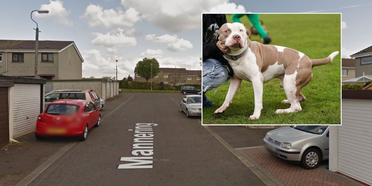 NextImg:'XL Bully' dog shot six times by police after three people mauled in attack