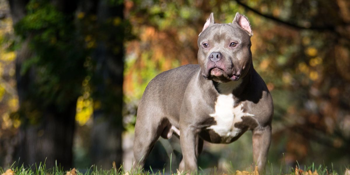NextImg:XL Bully dog ban could now be copied by other countries after rise in attacks