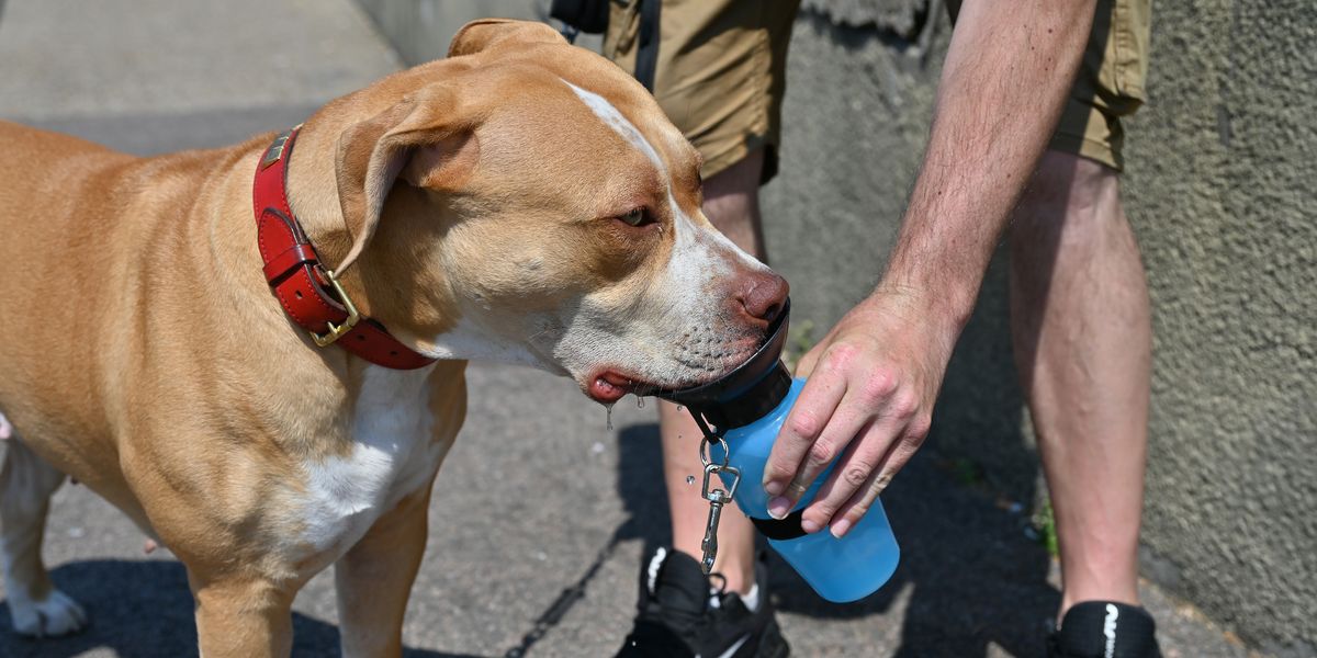 NextImg:XL Bully dog puppy 'wrongly killed' by police as official complaint lodged
