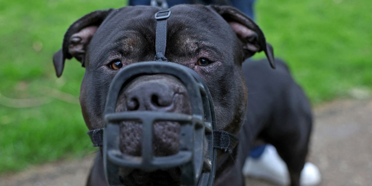 NextImg:XL Bully rips open Spanish rescue dog's throat in vicious attack as family left 'traumatised'