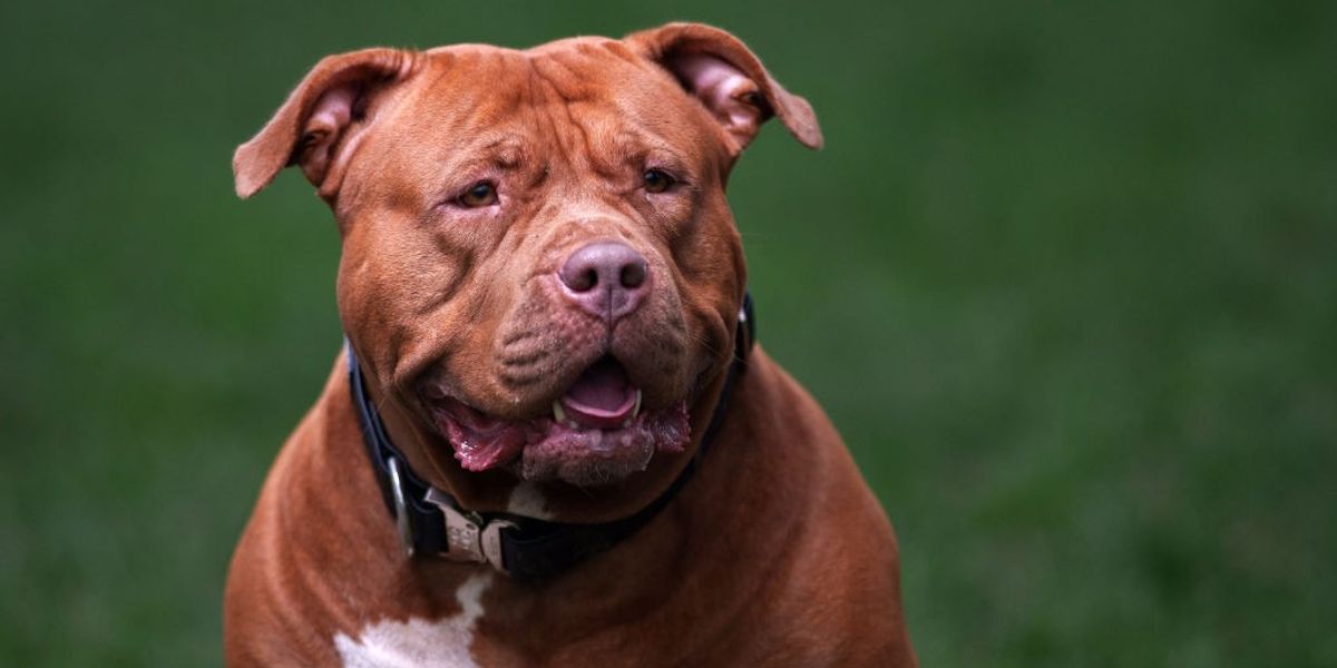 NextImg:XL Bully dog owner in violent outburst in court after pet ordered to be put down