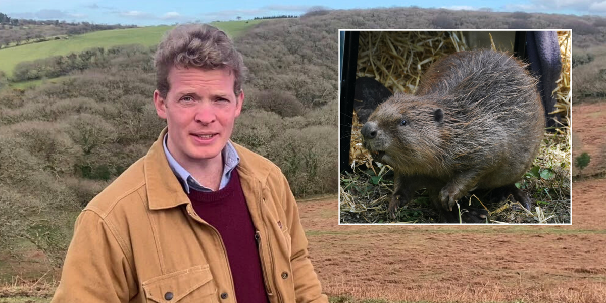 NextImg:Animal conservationist accuses neighbour of 'kidnapping' his beavers in countryside feud - 'It's a lot of codswallop!'