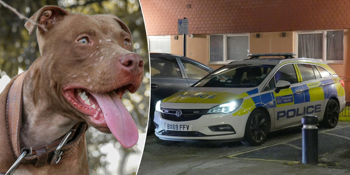 NextImg:'Banned' killer dog which mauled man to death attacked schoolboy just DAYS earlier