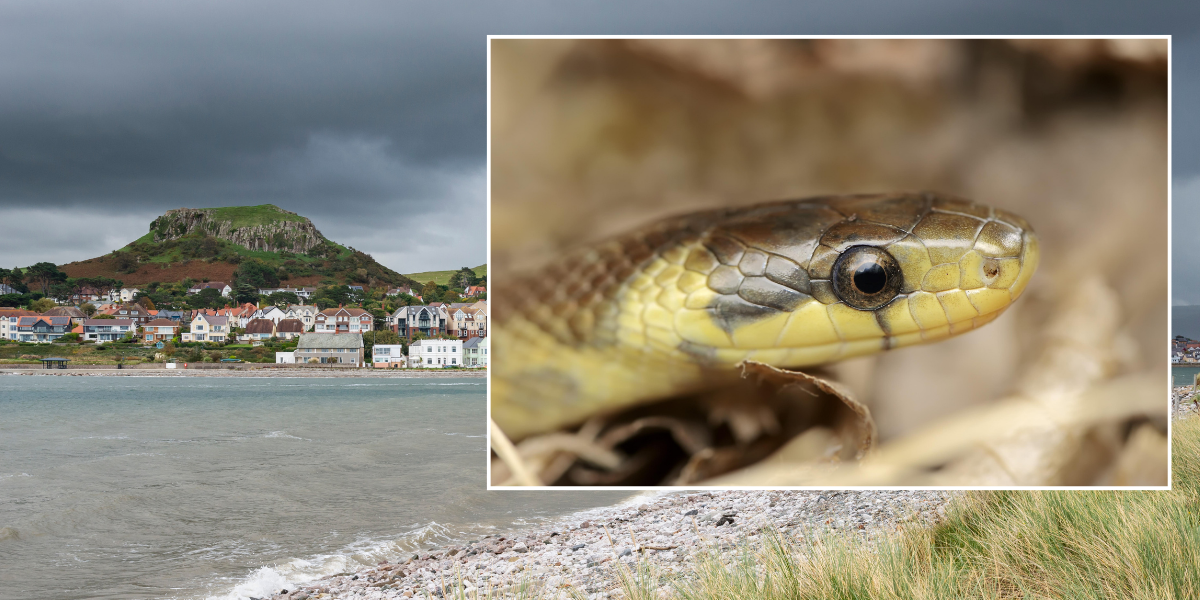 NextImg:Britons issued urgent warning as massive 6.5ft-long snakes that love to make their homes in people's attics invade the UK