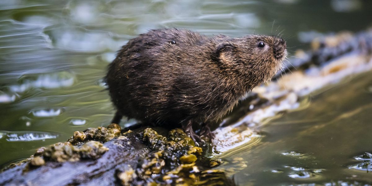 Water voles reintroduced into British nature reserve for first time in decades Water voles reintroduced into British nature reserve for first time in decades
