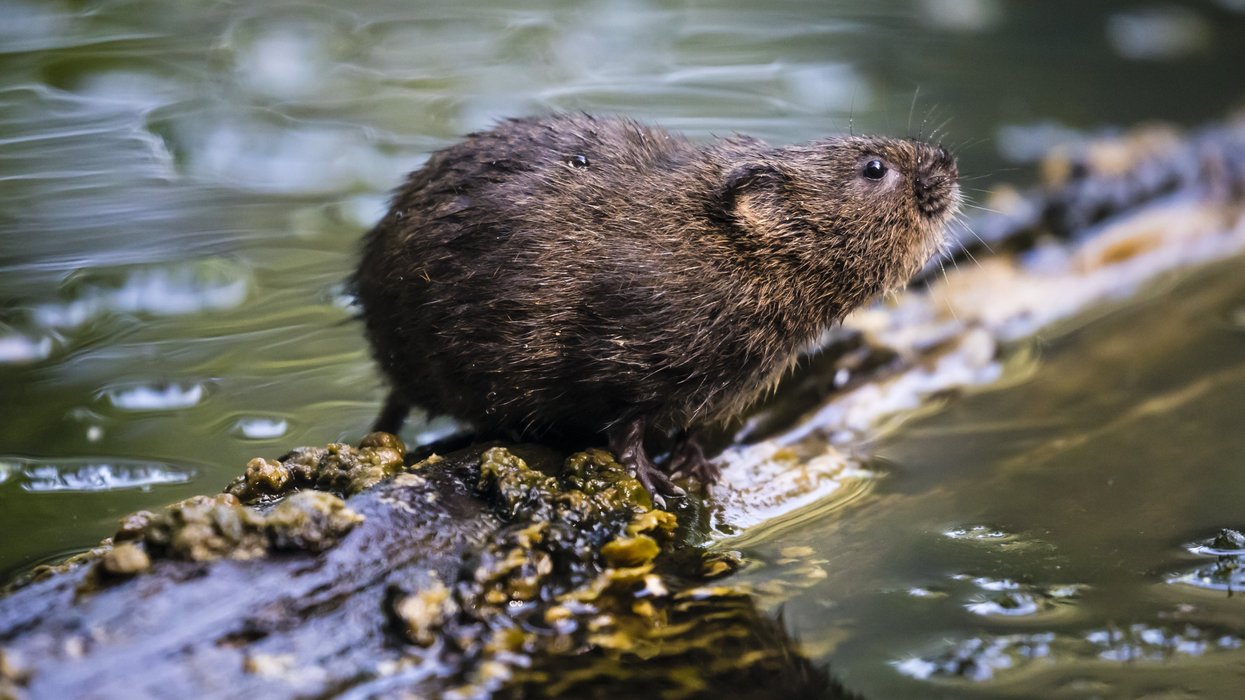 Water vole (stock)