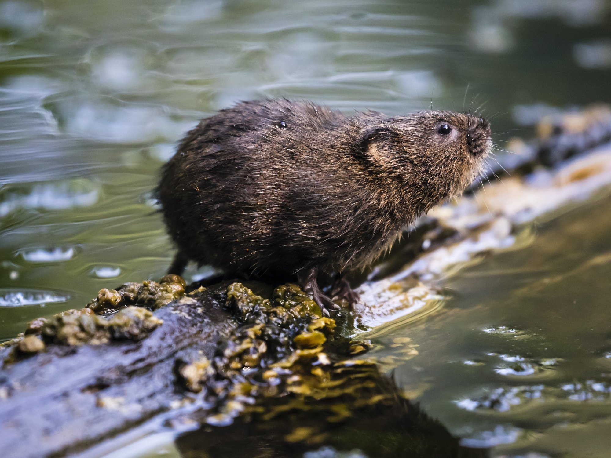 Water vole (stock)