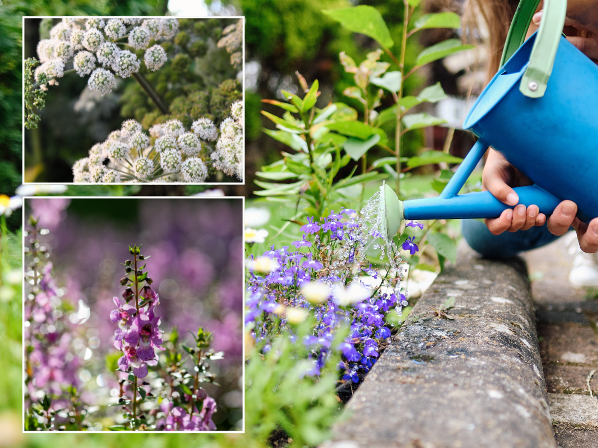 Watering can; Angelica; Stocks