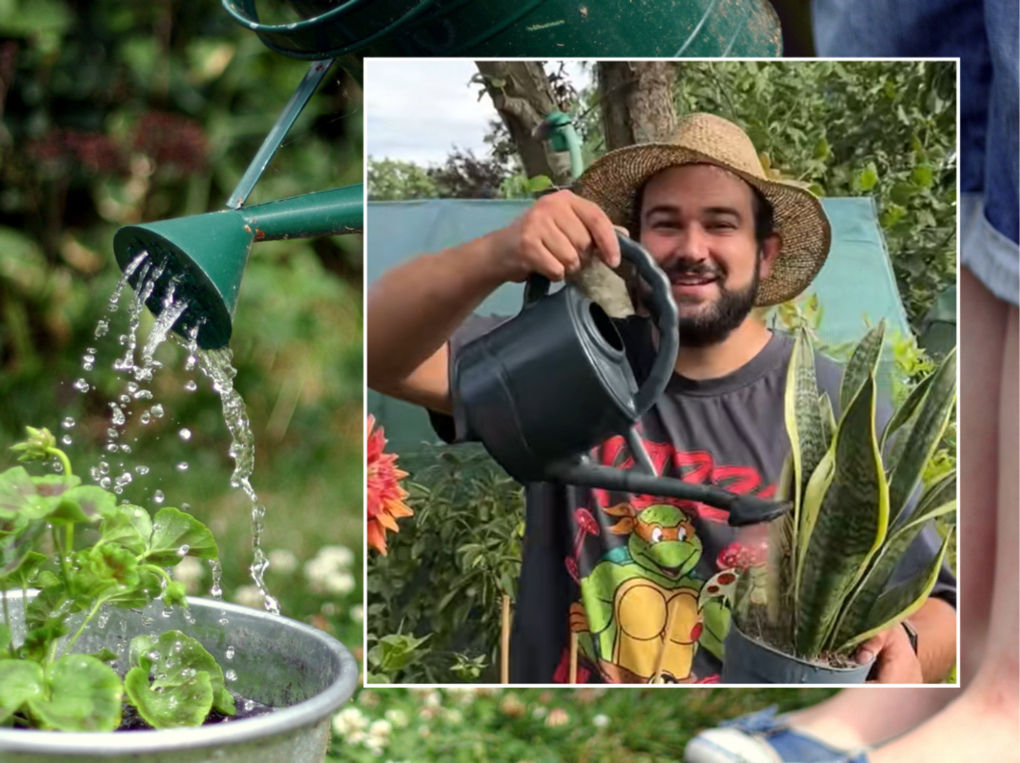 Watering can watering a plant in a pot outside; Joe watering a snake plant
