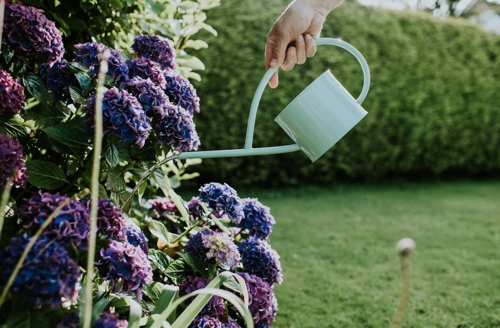 Watering hydrangeas outside