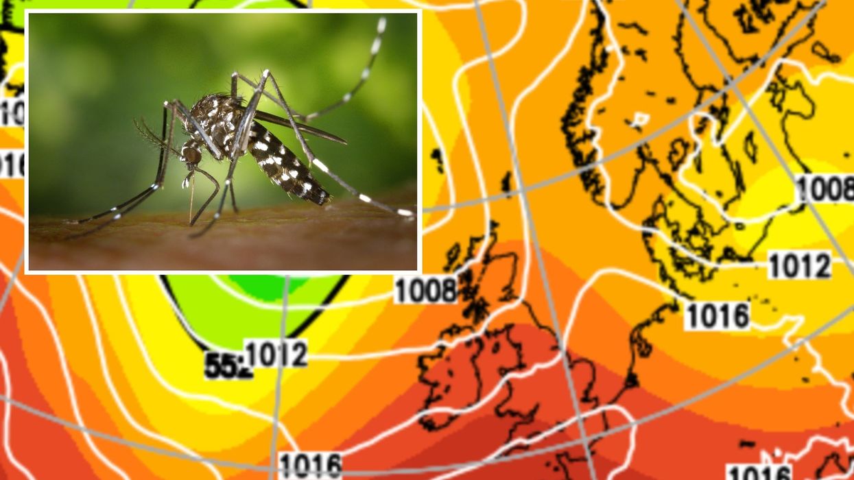 Weather map and a mosquito