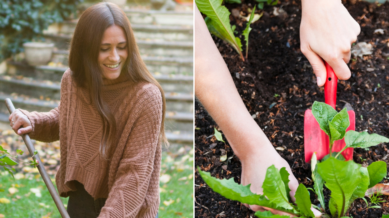 Weeding and raking in garden