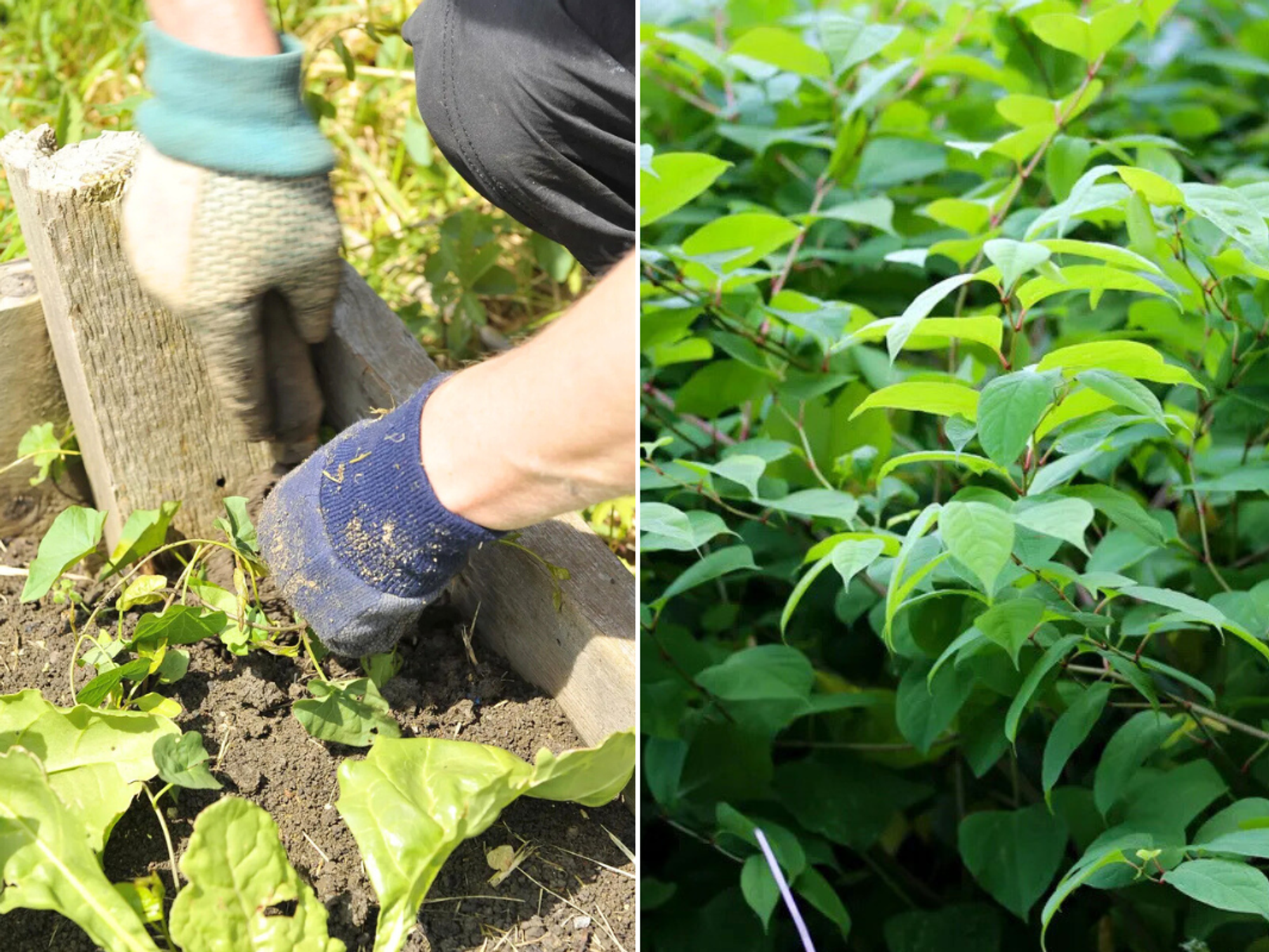 Weeding in allotment / Japanese knotweed