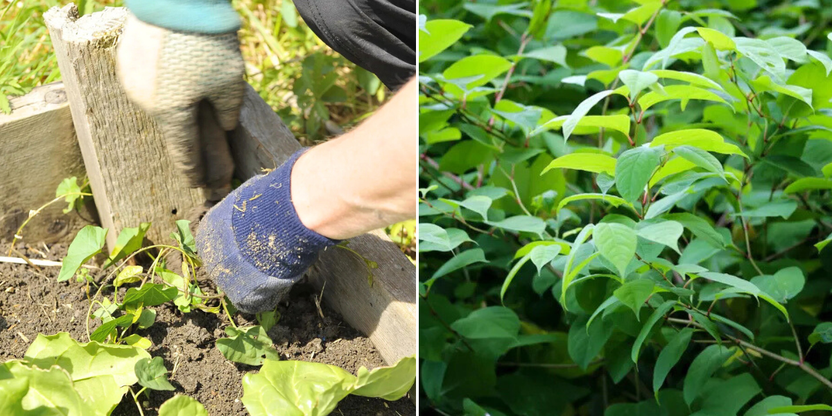 NextImg:Gardening: Britons warned of common garden activities helping 'aggressive' plants spread at an 'alarming rate'