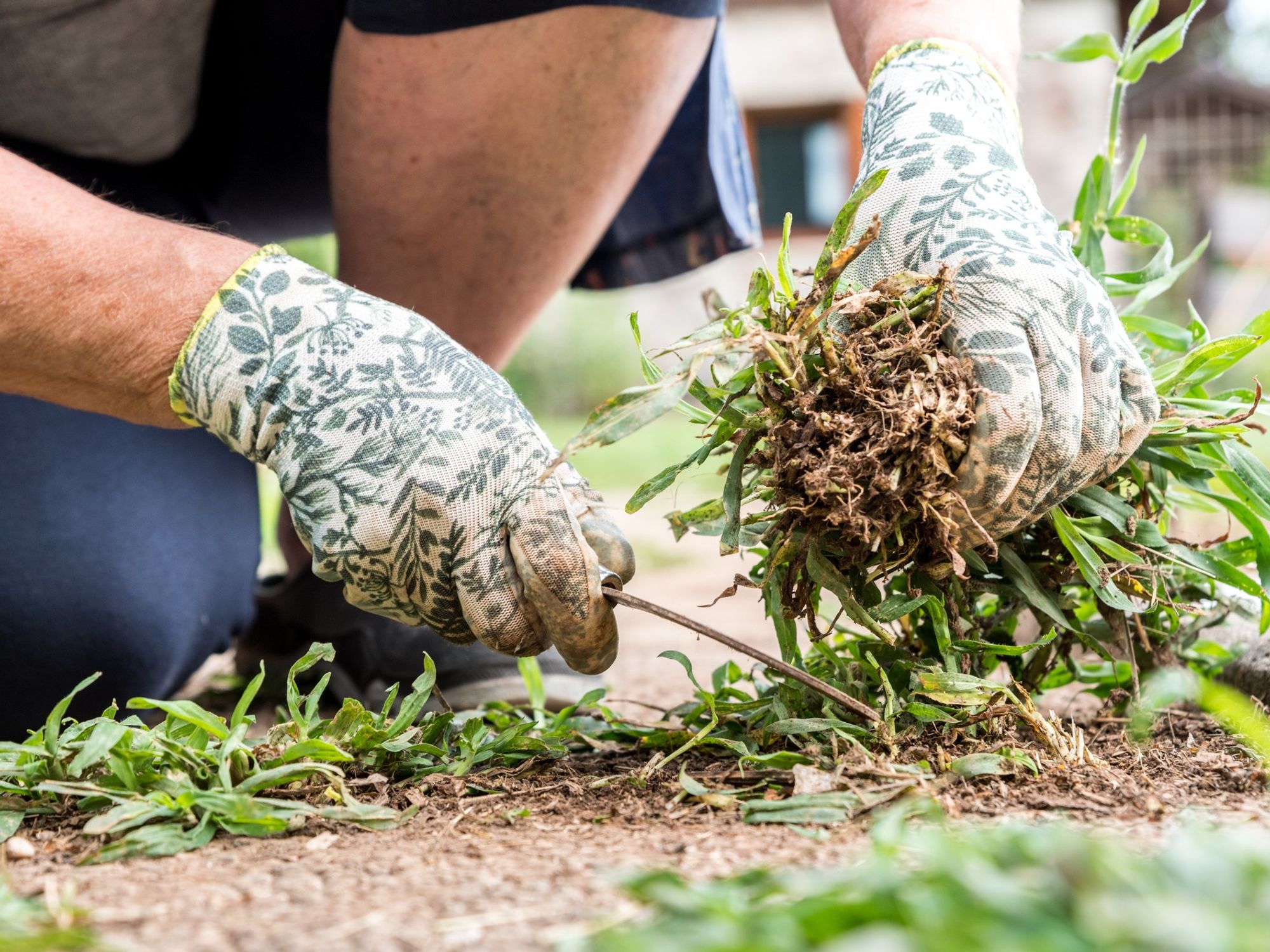 Weeding in the garden