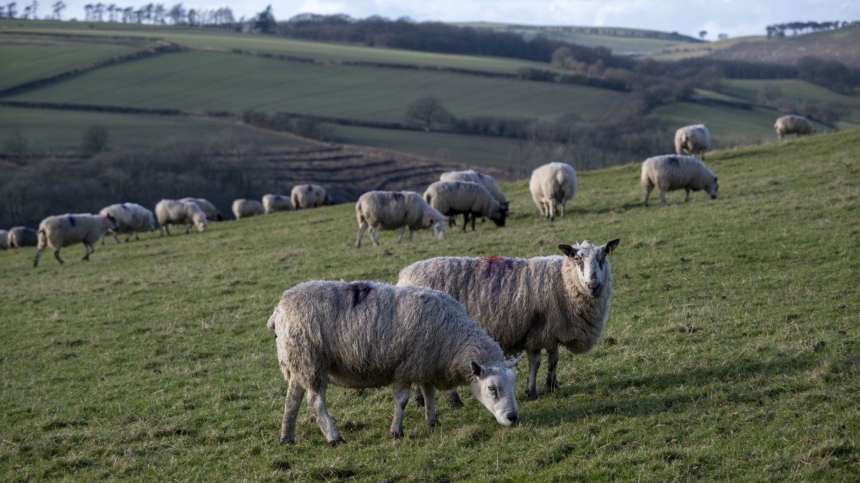 Welsh parents advised against letting children cuddle sheep this Easter